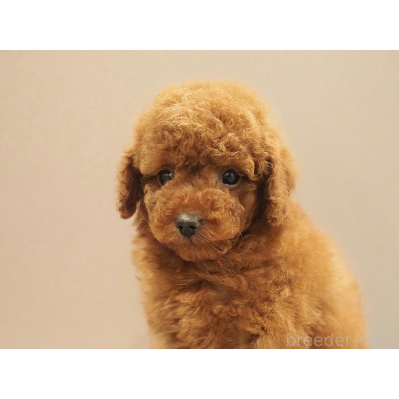 販売中の愛知県のトイプードル-442630の6枚目