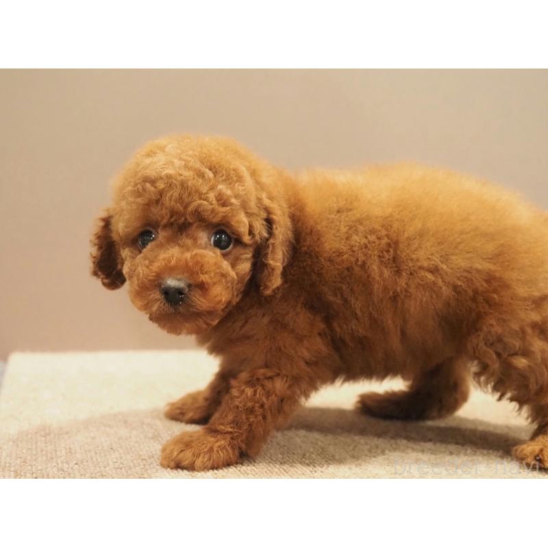 販売中の愛知県のトイプードル-442630の5枚目