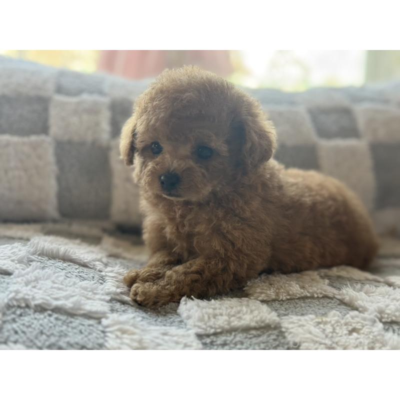 販売中の大阪府のティーカッププードル-443334の2枚目