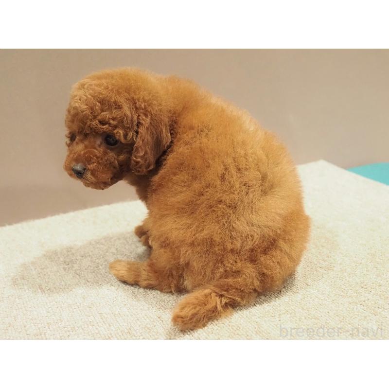 販売中の愛知県のトイプードル-442630の3枚目