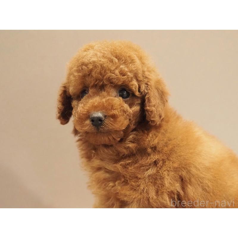 販売中の愛知県のトイプードル-442630の2枚目