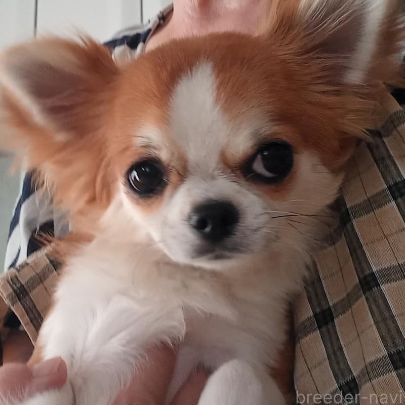 販売中の山口県のチワワ(ロングコート)-443335