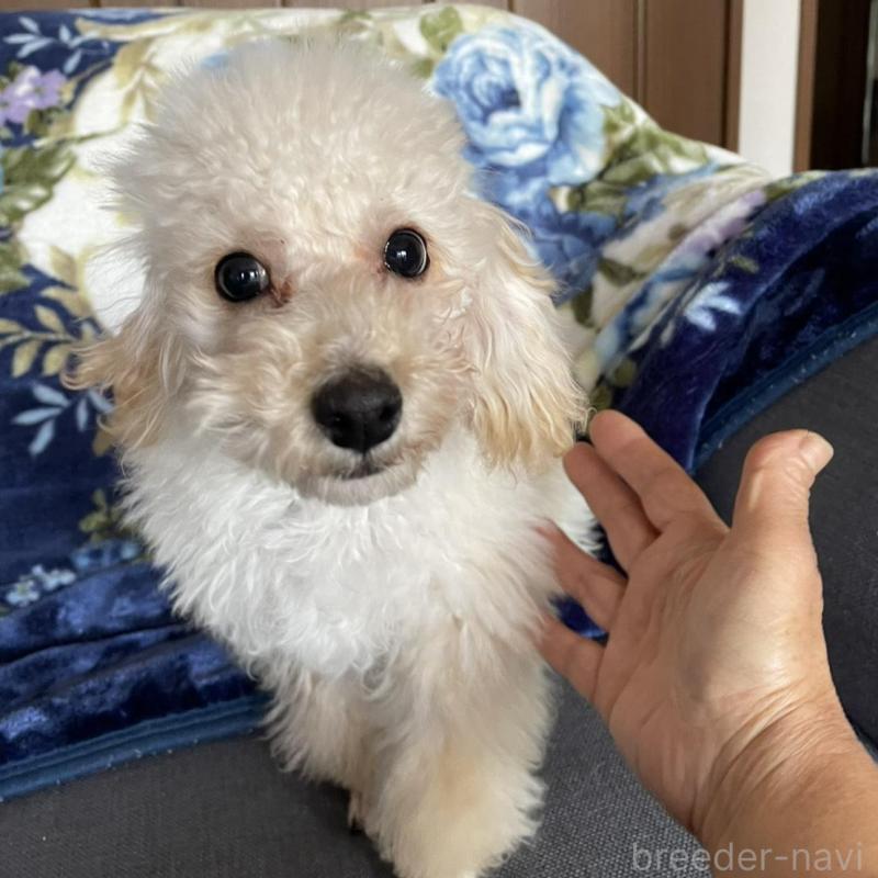 販売中の鹿児島県のタイニープードル-424823