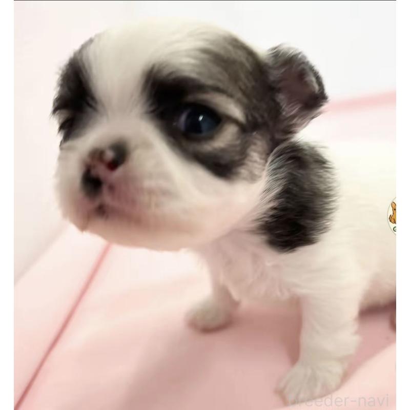 販売中の神奈川県のチワワ(ロングコート)-443340の4枚目