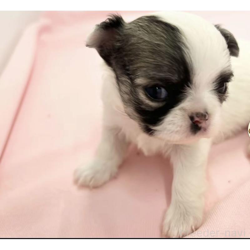 販売中の神奈川県のチワワ(ロングコート)-443340の3枚目