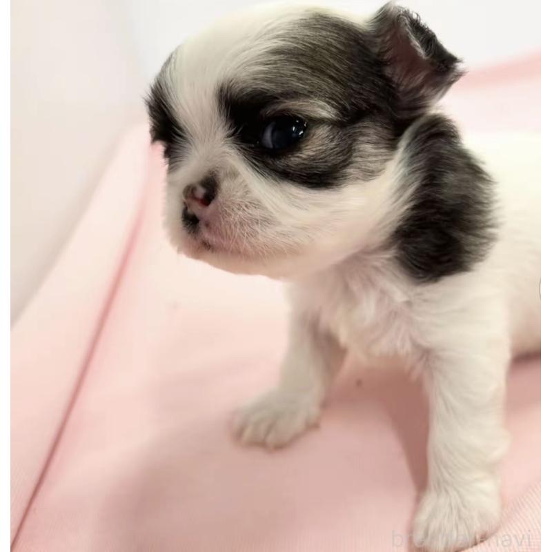 販売中の神奈川県のチワワ(ロングコート)-443340の2枚目