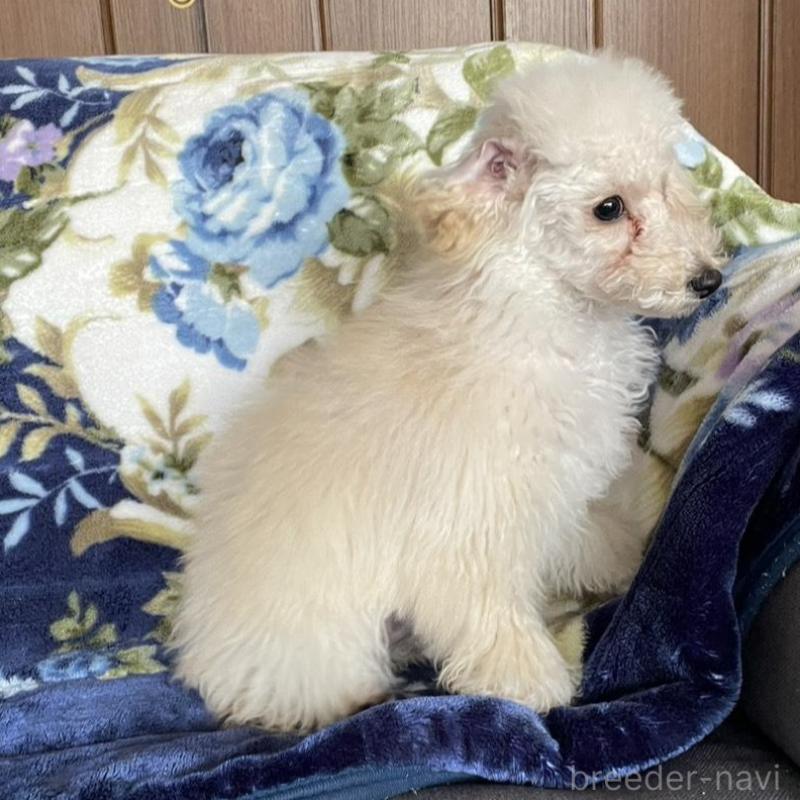 販売中の鹿児島県のタイニープードル-424823の3枚目