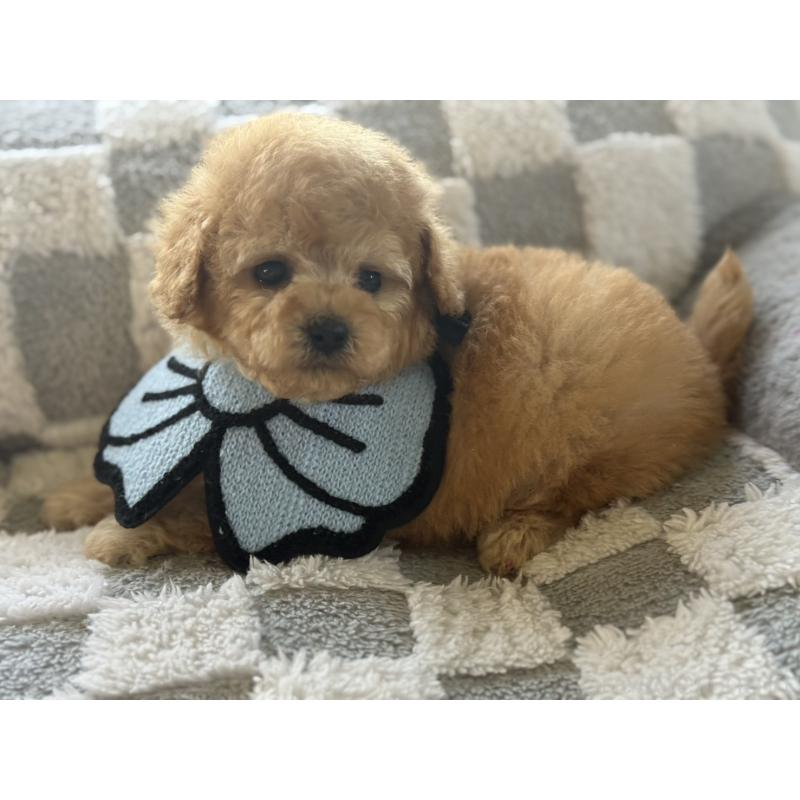 販売中の大阪府のタイニープードル-443336の3枚目