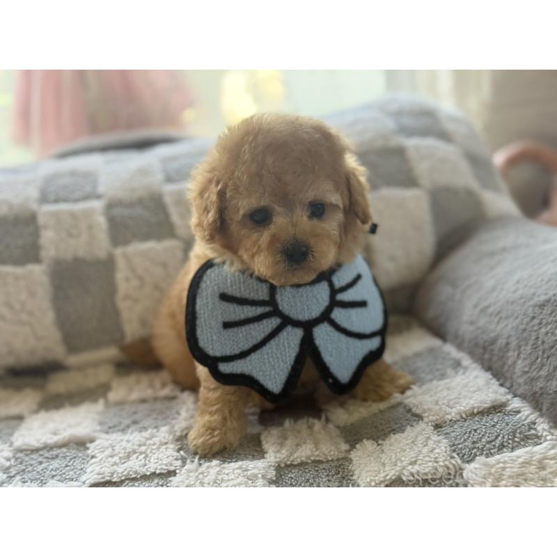 販売中の大阪府のタイニープードル-443336の2枚目