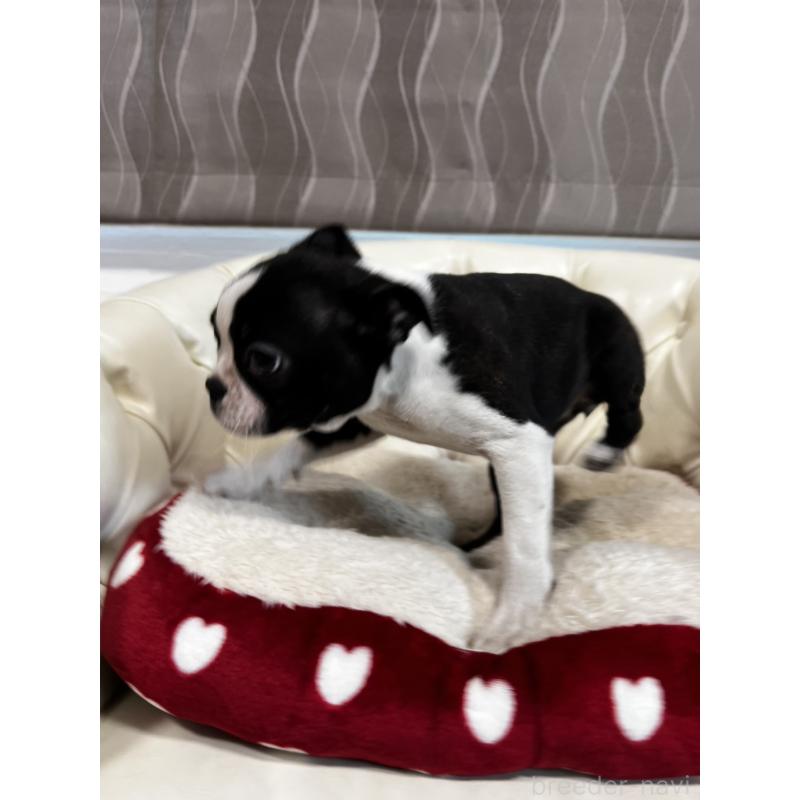 販売中の香川県のボストンテリア-443339の22枚目