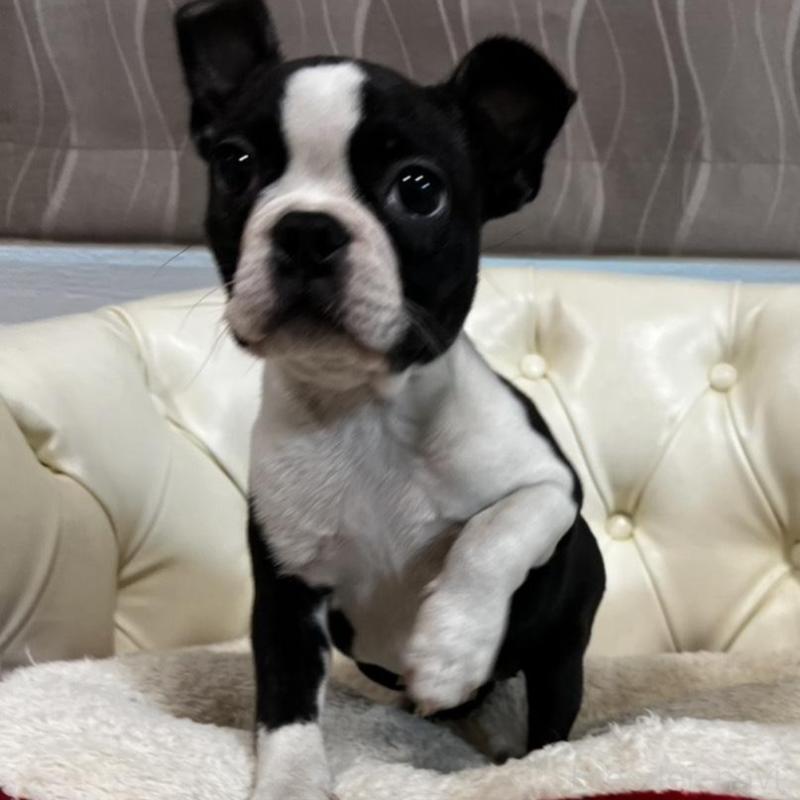 販売中の香川県のボストンテリア-443339の1枚目