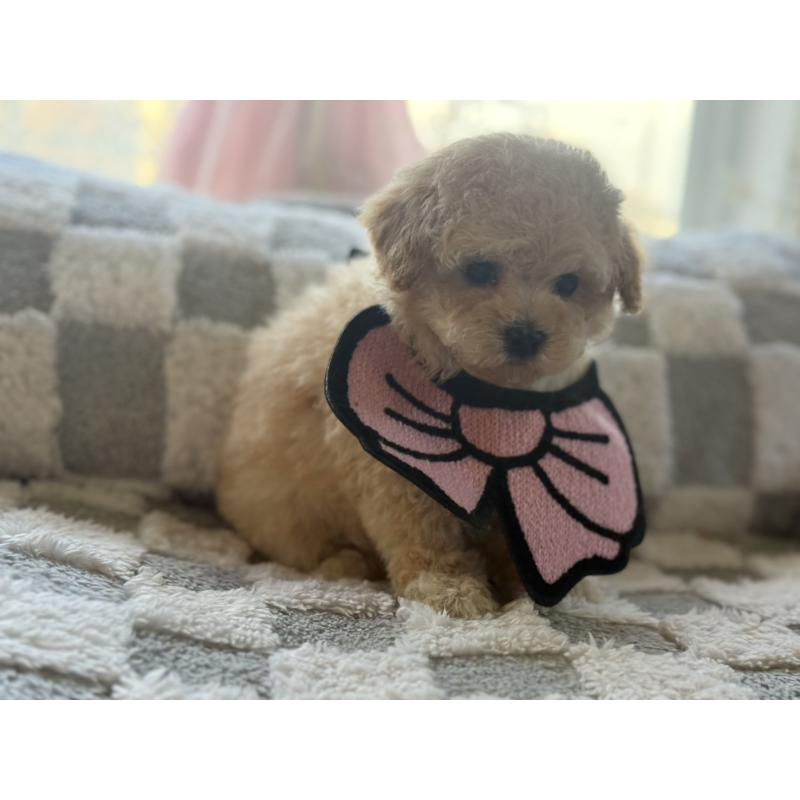 販売中の大阪府のタイニープードル-443338の2枚目