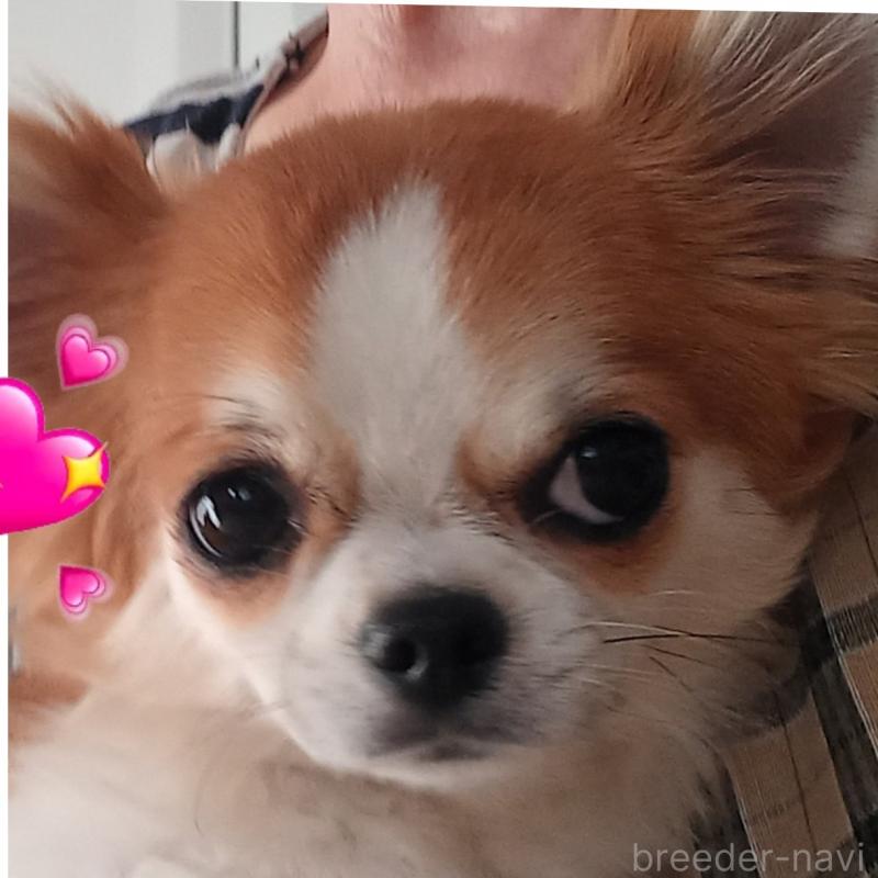 販売中の山口県のチワワ(ロングコート)-443335の2枚目