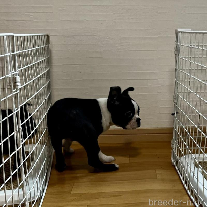 販売中の香川県のボストンテリア-443339の21枚目