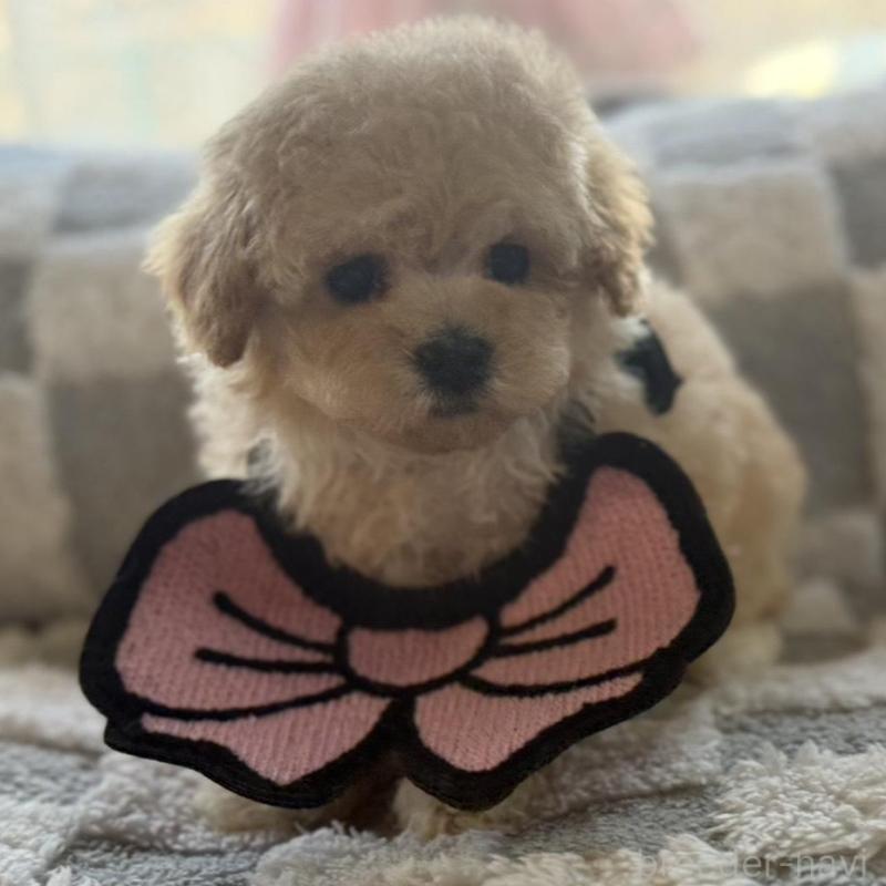 販売中の大阪府のタイニープードル-443338