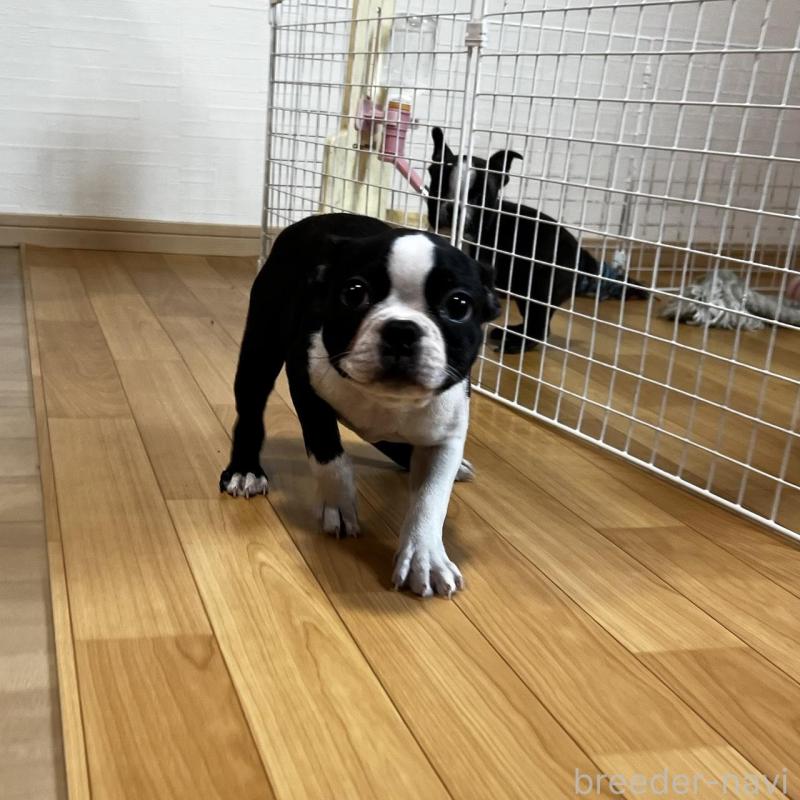 販売中の香川県のボストンテリア-443339の19枚目