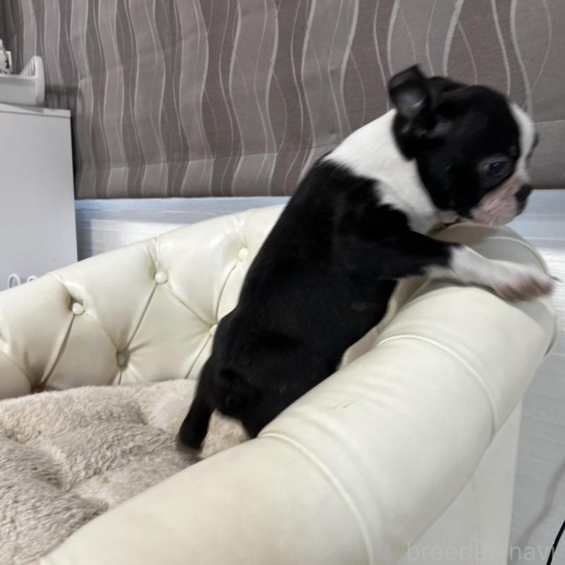 販売中の香川県のボストンテリア-443339の18枚目