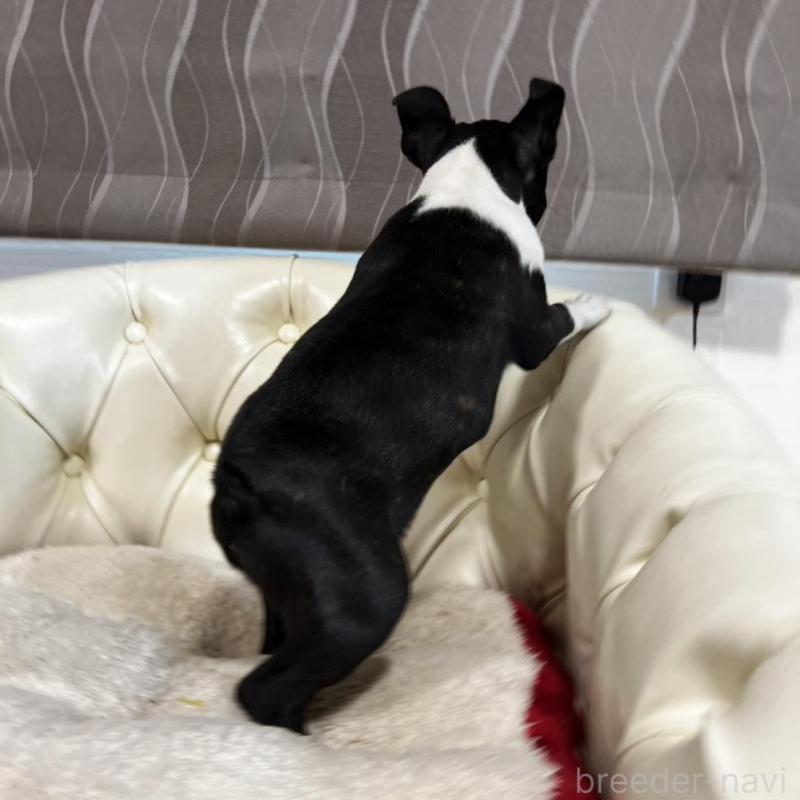 販売中の香川県のボストンテリア-443339の16枚目