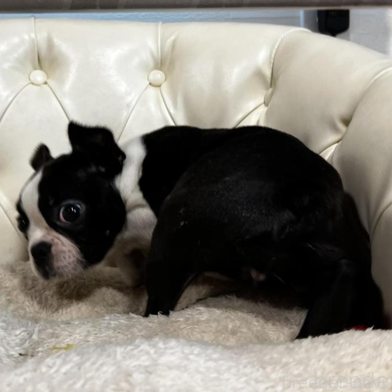 販売中の香川県のボストンテリア-443339の15枚目