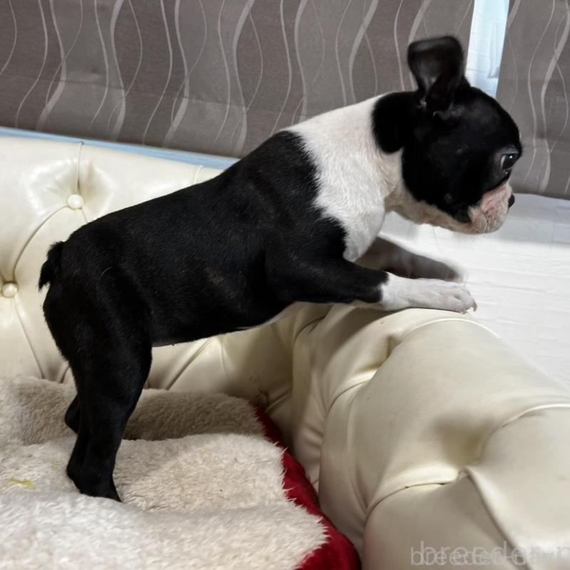 販売中の香川県のボストンテリア-443339の14枚目