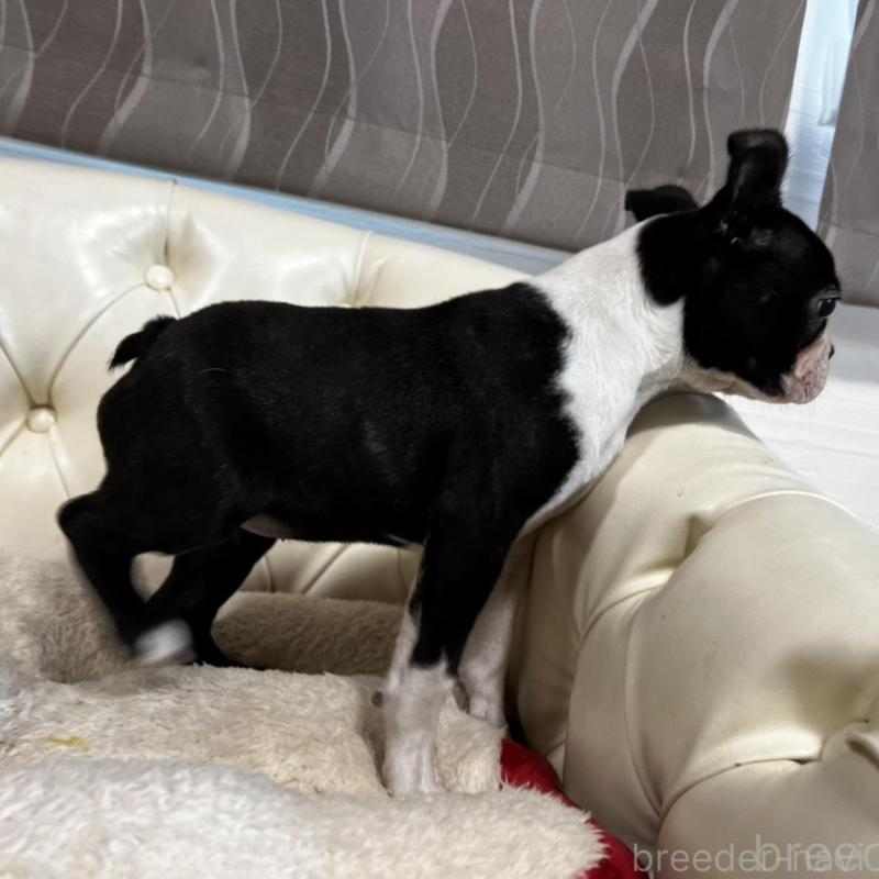 販売中の香川県のボストンテリア-443339の13枚目