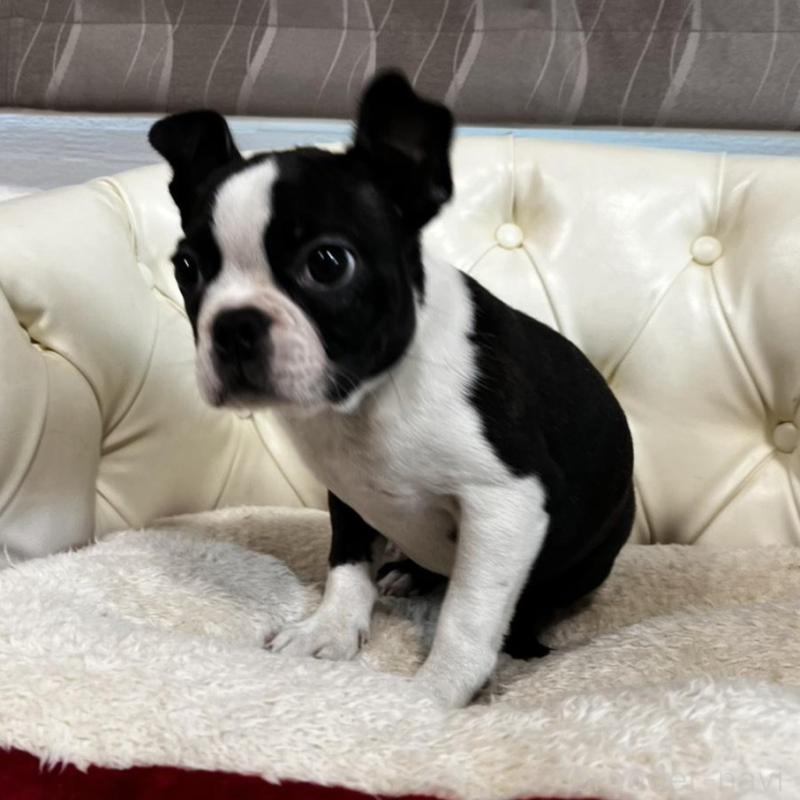 販売中の香川県のボストンテリア-443339の12枚目