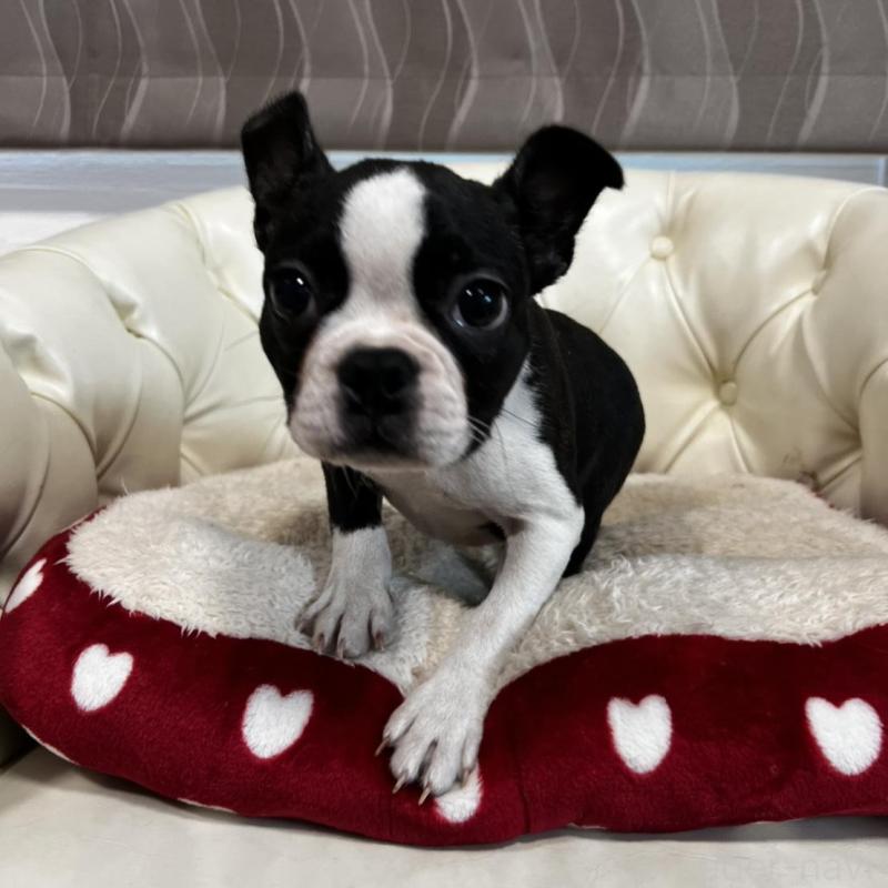 販売中の香川県のボストンテリア-443339の10枚目