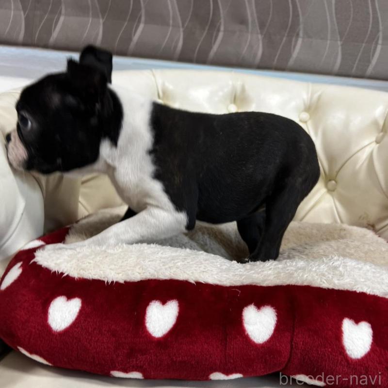 販売中の香川県のボストンテリア-443339の9枚目