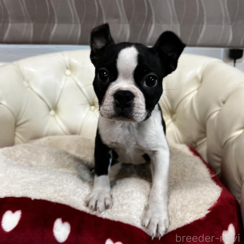 販売中の香川県のボストンテリア-443339の7枚目