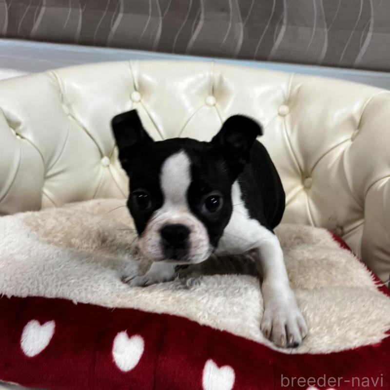 販売中の香川県のボストンテリア-443339の4枚目