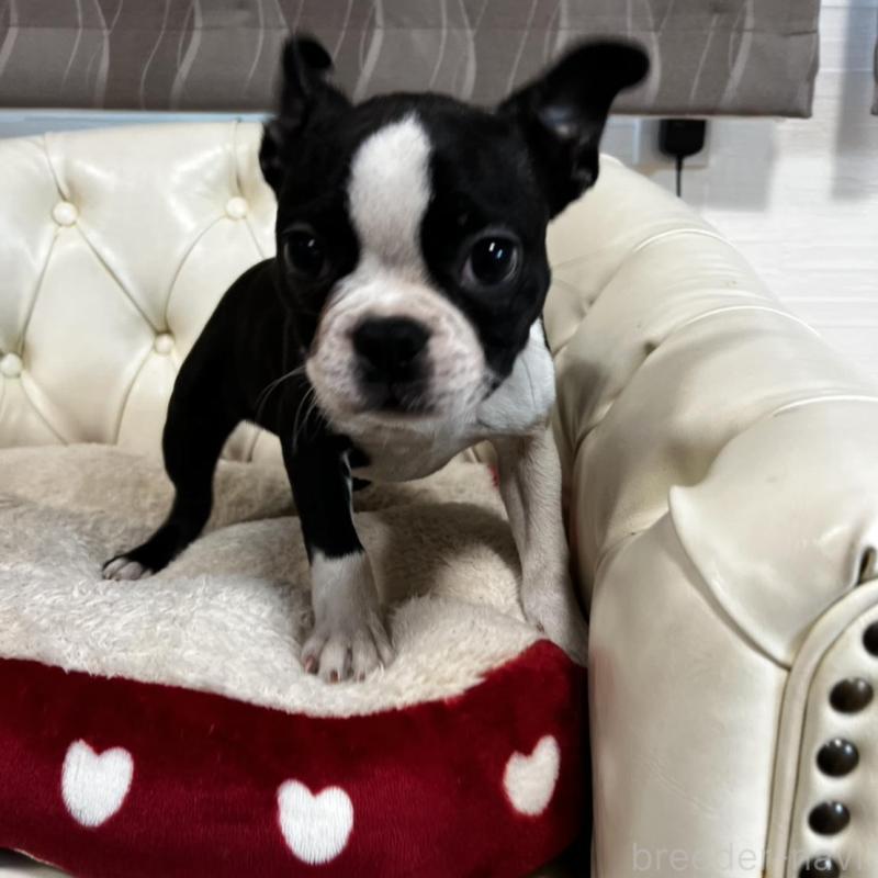 販売中の香川県のボストンテリア-443339の3枚目