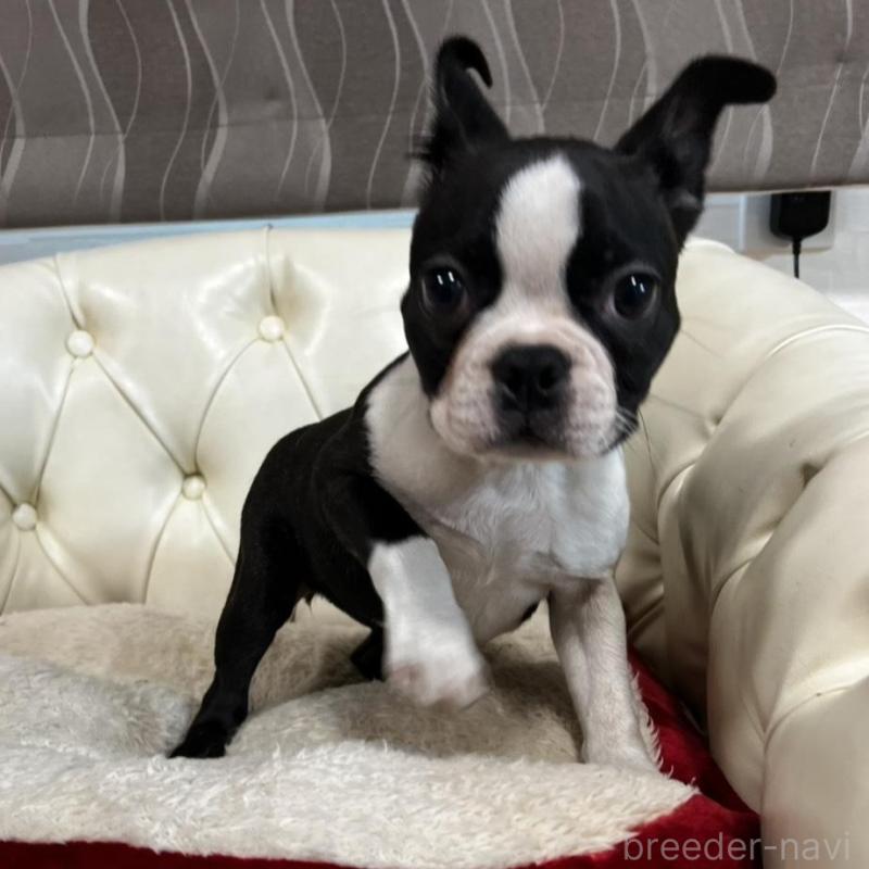 販売中の香川県のボストンテリア-443339の2枚目