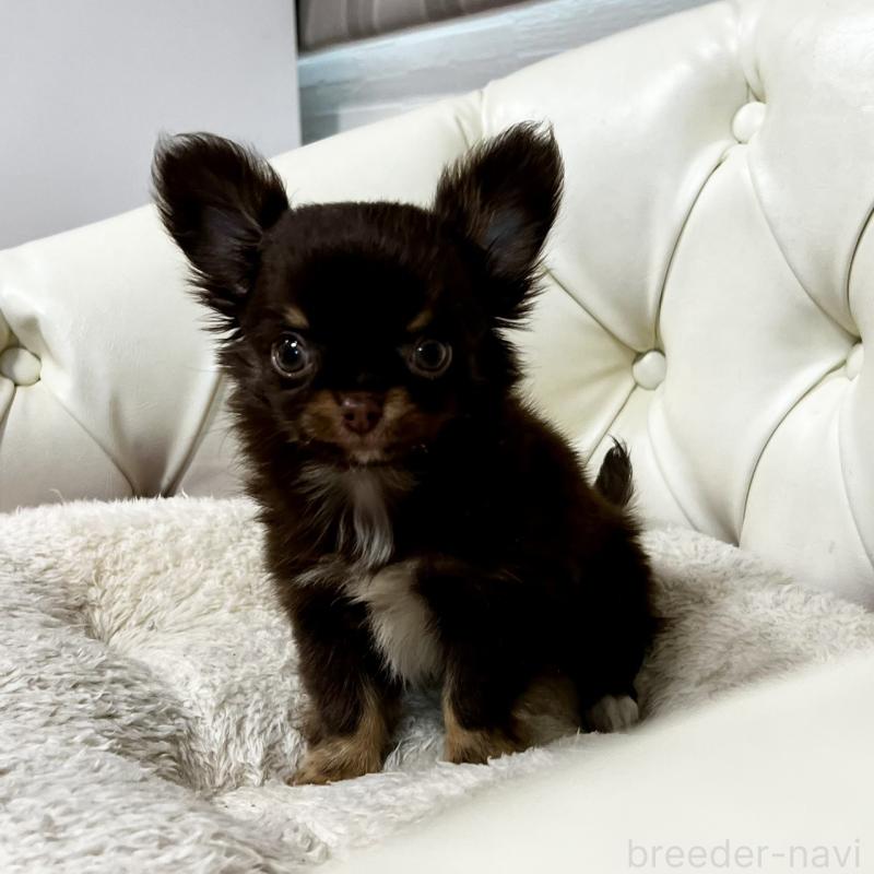 販売中の香川県のチワワ(ロングコート)-443341の1枚目