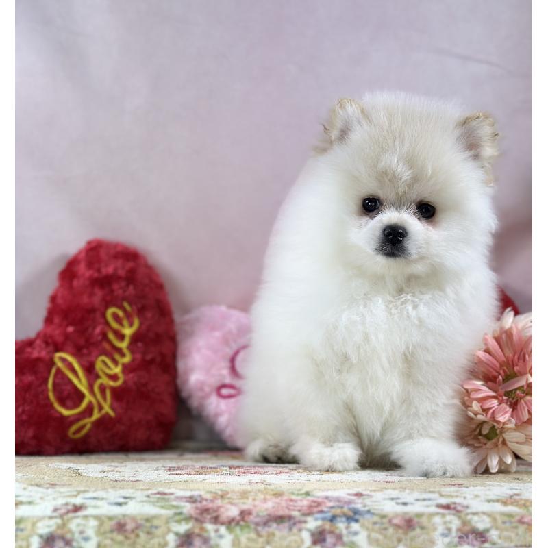 販売中の京都府のポメラニアン-437555の9枚目