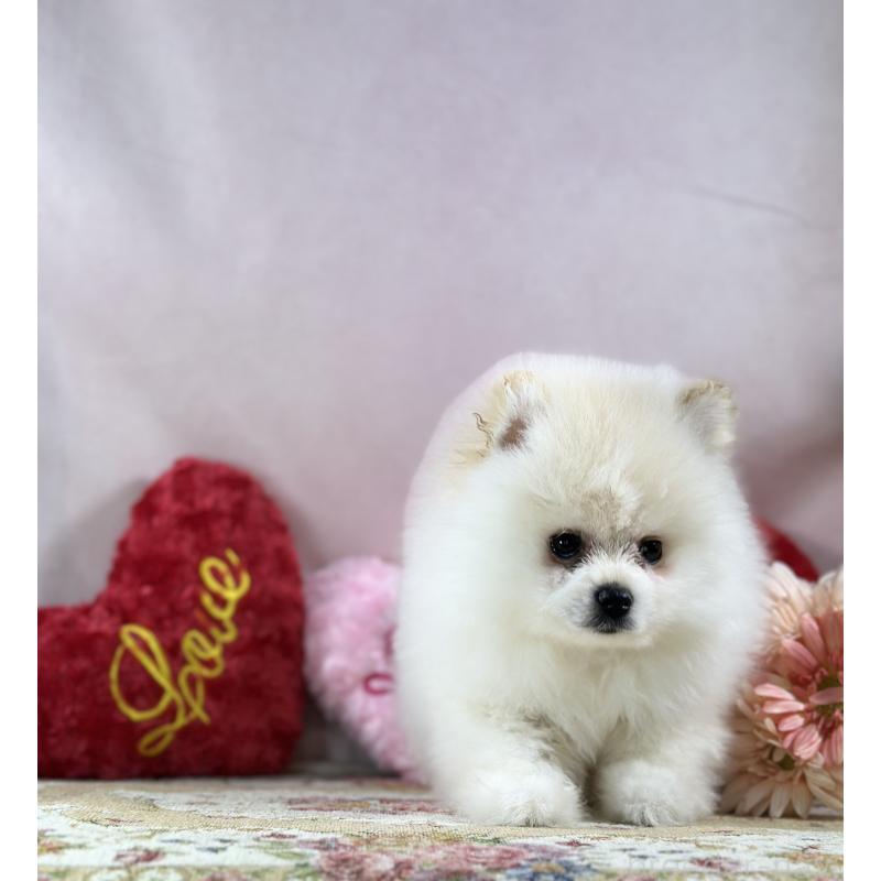 販売中の京都府のポメラニアン-437555の8枚目