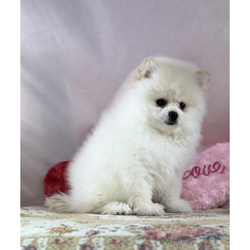 販売中の京都府のポメラニアン-437555の7枚目