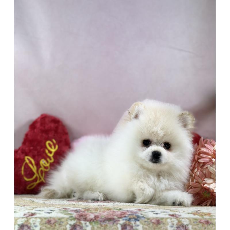 販売中の京都府のポメラニアン-437555の6枚目