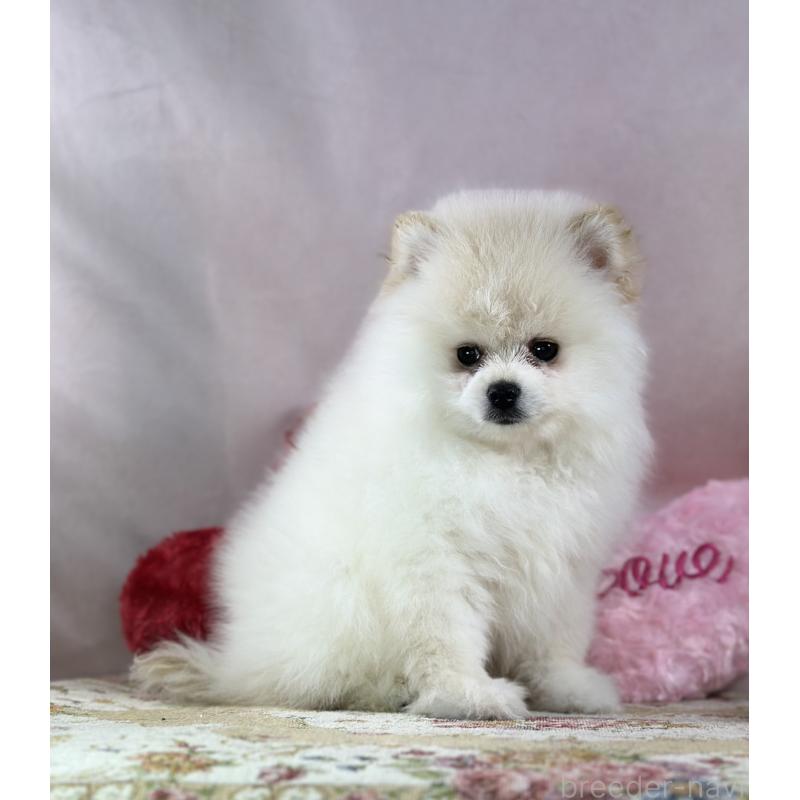 販売中の京都府のポメラニアン-437555の5枚目