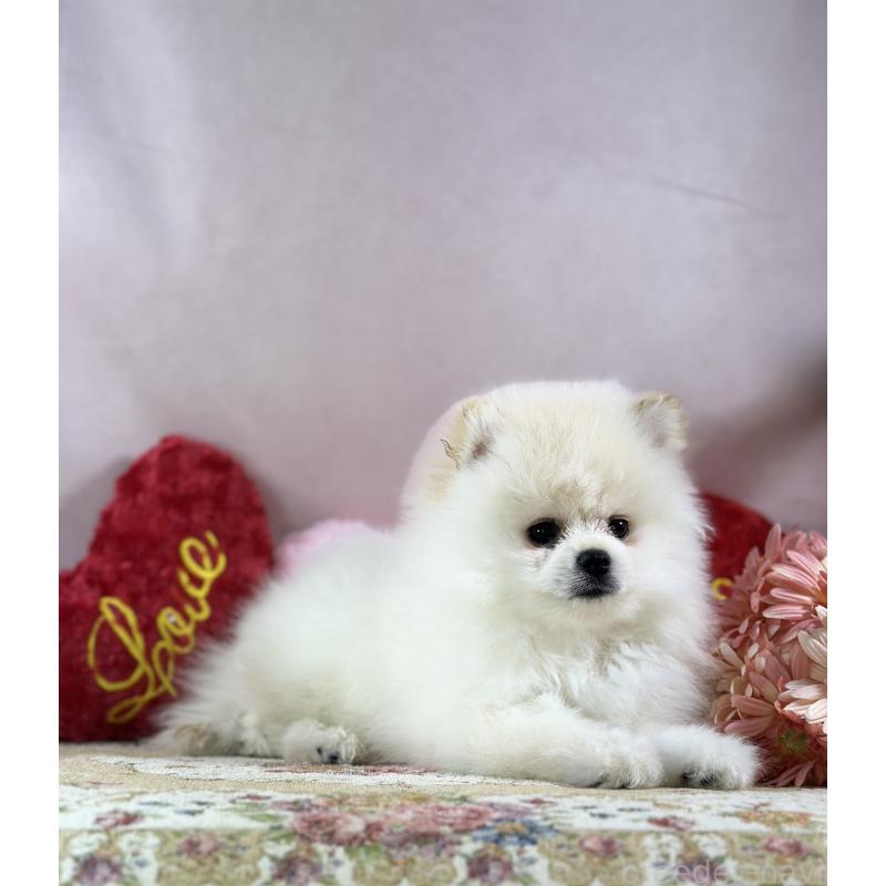 販売中の京都府のポメラニアン-437555の4枚目