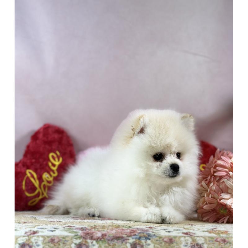 販売中の京都府のポメラニアン-437555の3枚目