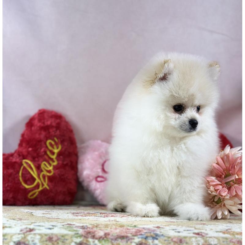 販売中の京都府のポメラニアン-437555の2枚目