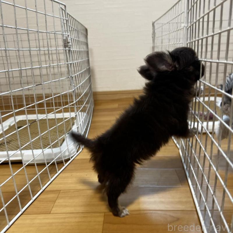 販売中の香川県のチワワ(ロングコート)-443341の20枚目