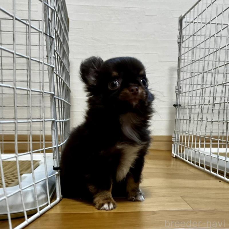 販売中の香川県のチワワ(ロングコート)-443341の19枚目