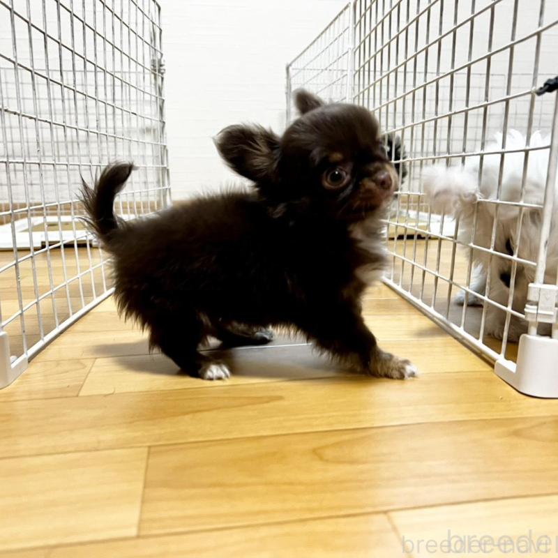 販売中の香川県のチワワ(ロングコート)-443341の18枚目