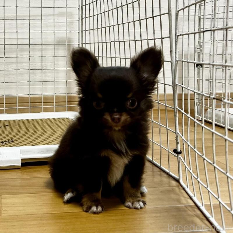 販売中の香川県のチワワ(ロングコート)-443341の17枚目