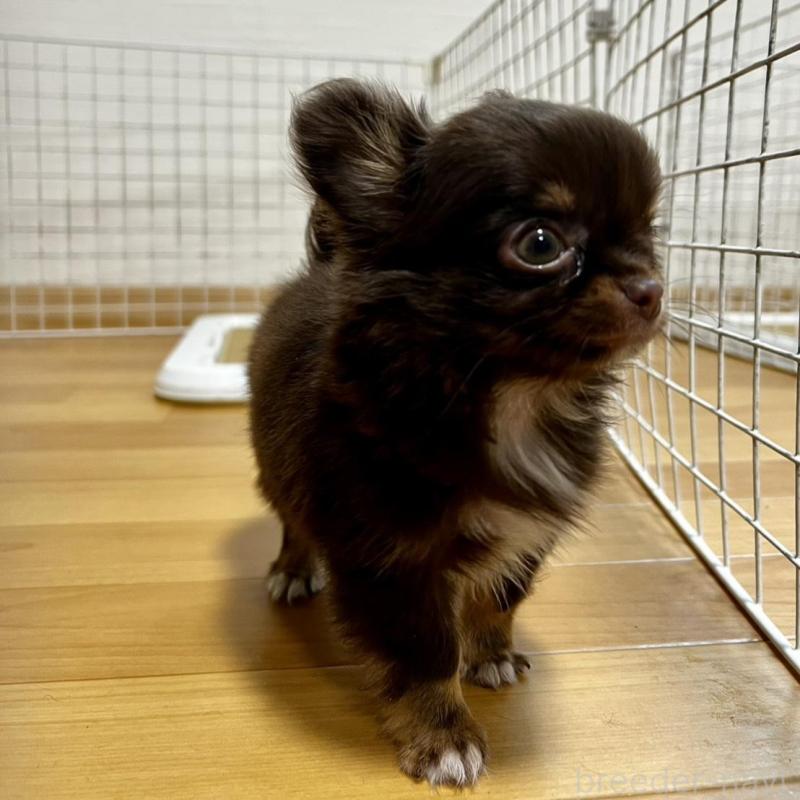 販売中の香川県のチワワ(ロングコート)-443341の16枚目