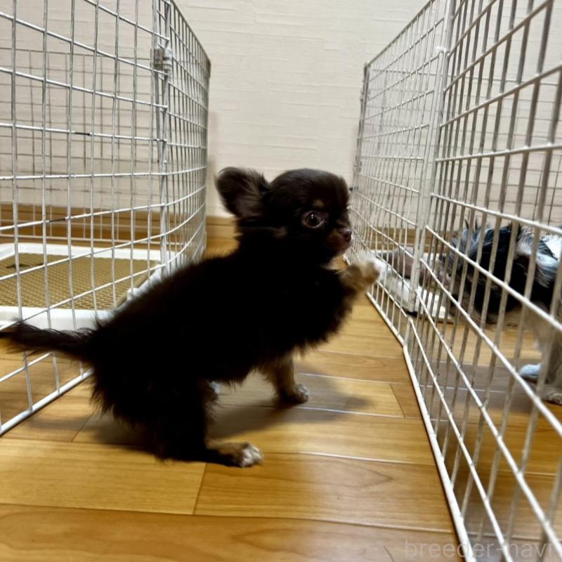 販売中の香川県のチワワ(ロングコート)-443341の15枚目