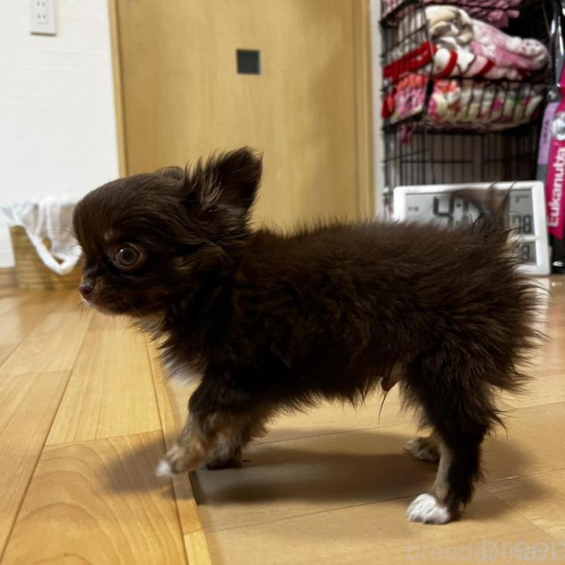 販売中の香川県のチワワ(ロングコート)-443341の14枚目