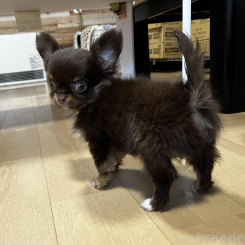 販売中の香川県のチワワ(ロングコート)-443341の13枚目