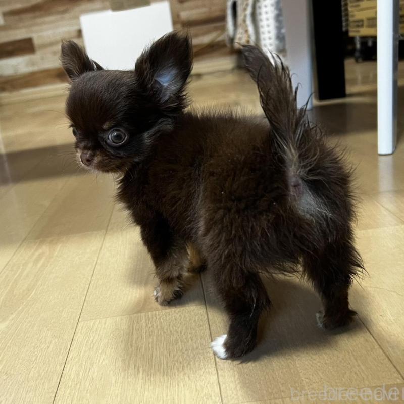 販売中の香川県のチワワ(ロングコート)-443341の11枚目